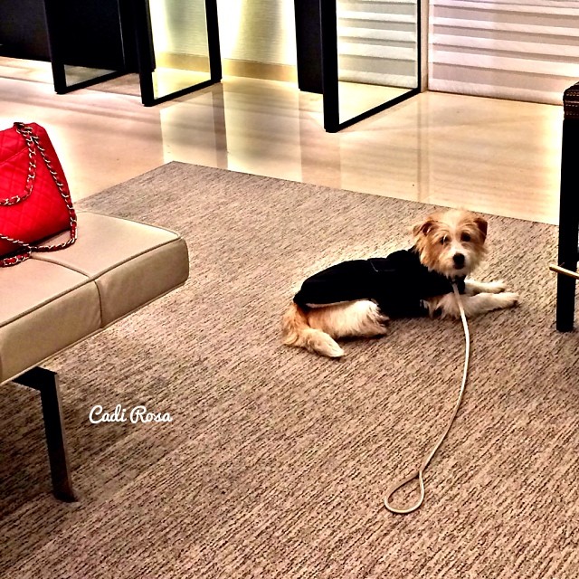 Dog inside Chanel Milan