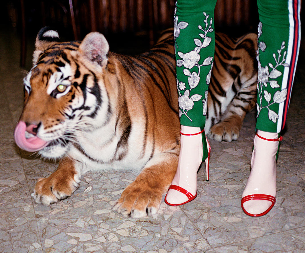 Gucci Spring/Summer 2017 Ad Campaign 10
